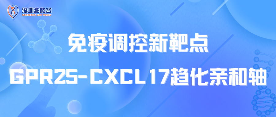 免疫调控新靶点：GPR25-CXCL17趋化亲和轴